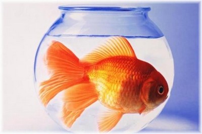 Pesce d'aprile 2011: Google si diverte